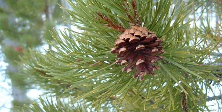 Eau, péloïde, thérébentine : des ressources naturelles landaises au service de votre santé
